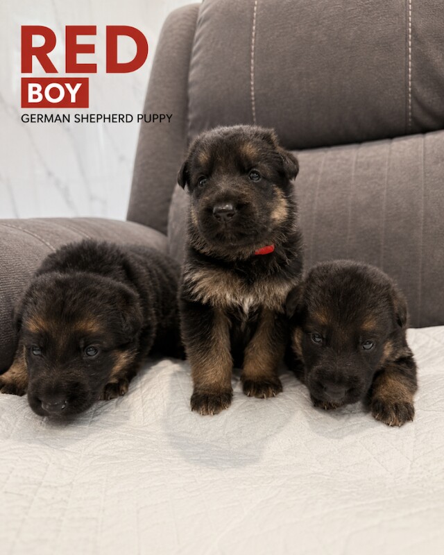 Beautiful german shepherd puppies - Image 5 of 5
