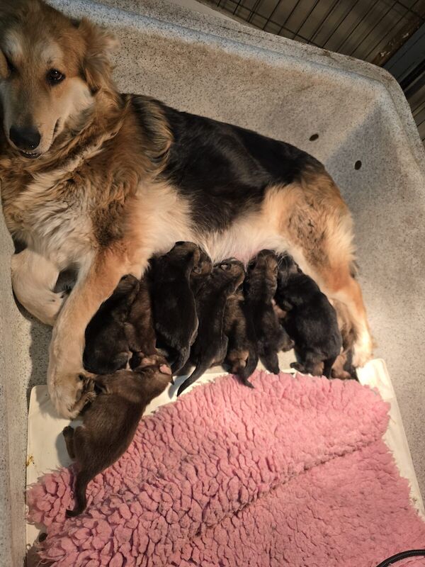 German Shepherd puppies for sale in Mystole, Kent – 9 months old - Image 2 of 3