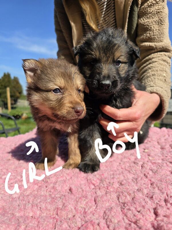 Beautiful German Shepherd Puppies Aristima Breeding Licenced Domestic Breeder for sale in Mystole, Kent - Image 3