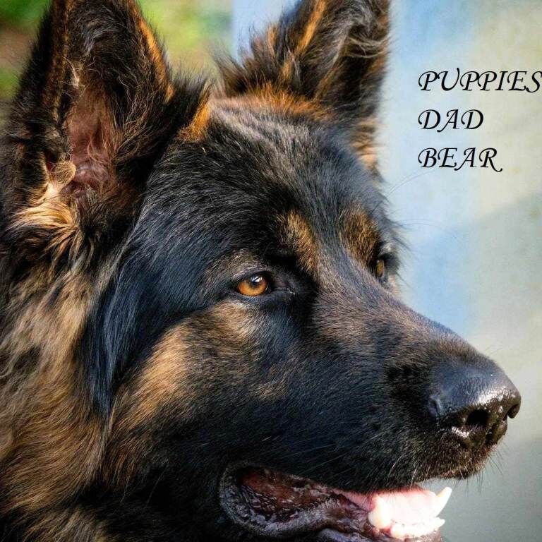Beautiful german shepherd puppies long coated ready 9th august