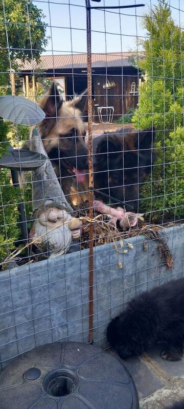 Beautiful german shepherd puppies long coated ready 9th august - Image 2 of 4