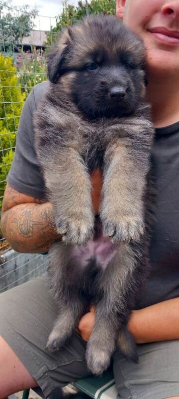 Beautiful german shepherd puppies long coated ready 9th august - Image 3 of 4