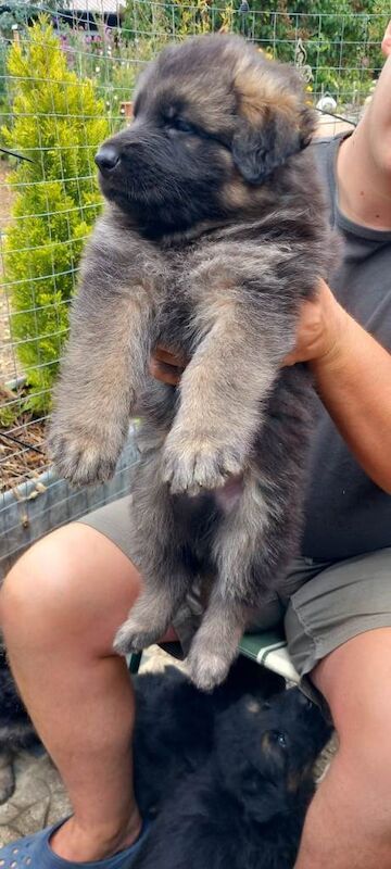 Beautiful german shepherd puppies long coated ready 9th august - Image 4 of 4