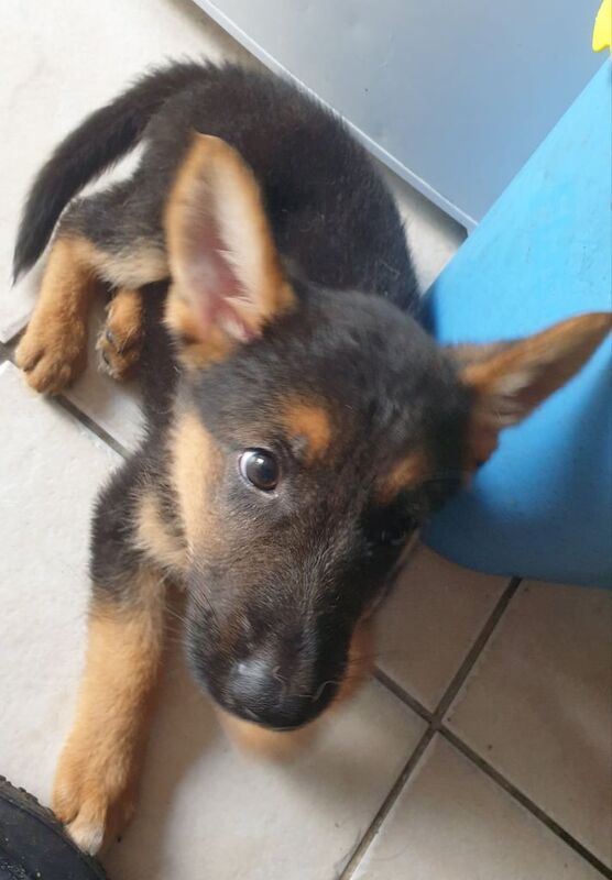 German Shepherd puppies for sale in Rugby, Warwickshire – 10 weeks old