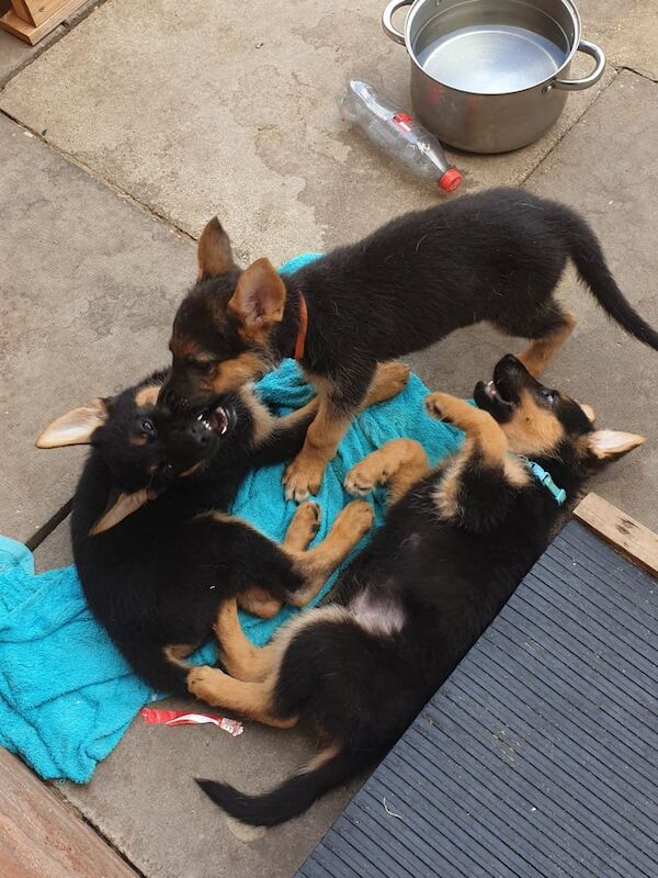 German Shepherd puppies for sale in Rugby, Warwickshire – 10 weeks old - Image 2 of 3