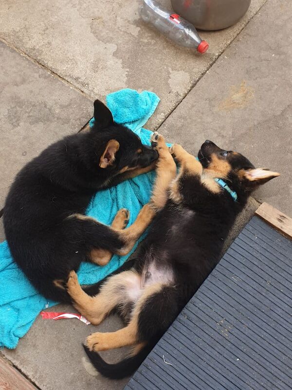German Shepherd puppies for sale in Rugby, Warwickshire – 10 weeks old - Image 3 of 3