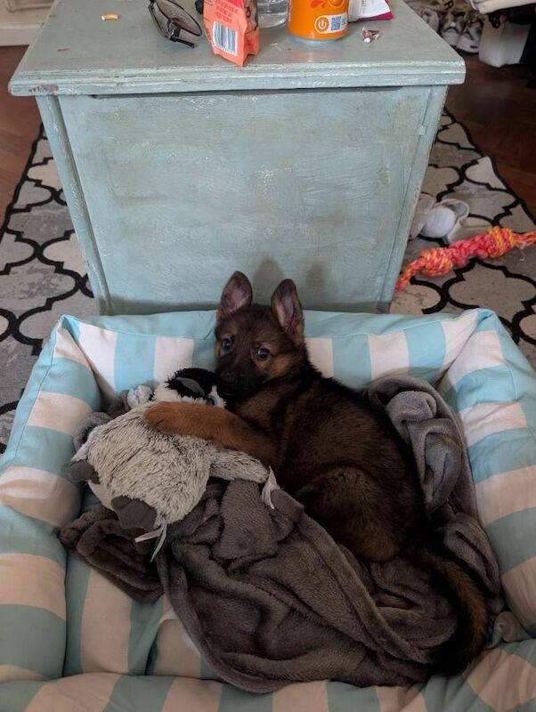 Beautiful German shepherd puppy