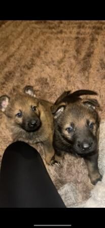 Beautiful German shepherd pups! for sale in Sheffield, South Yorkshire - Image 1