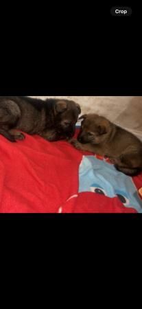 Beautiful German shepherd pups! for sale in Sheffield, South Yorkshire - Image 2