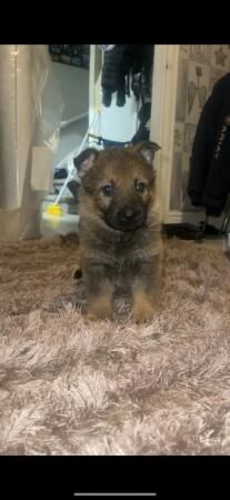 Beautiful German shepherd pups! for sale in Sheffield, South Yorkshire - Image 3