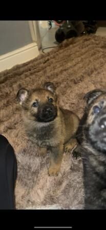 Beautiful German shepherd pups! for sale in Sheffield, South Yorkshire - Image 4