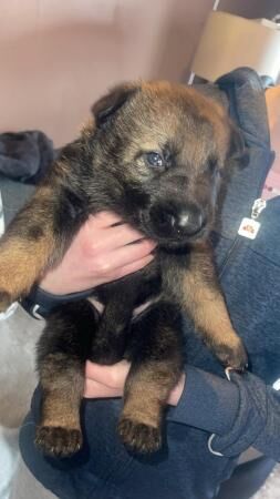 Beautiful German shepherd pups! for sale in Sheffield, South Yorkshire - Image 5