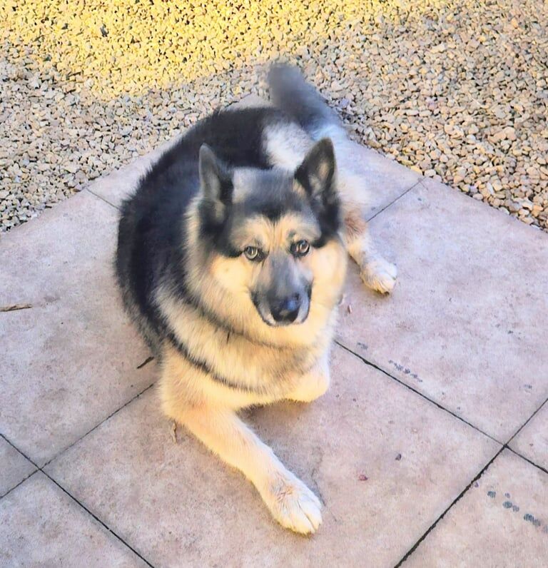 German Shepherd puppies for sale in Somerton, Somerset – 7 years old