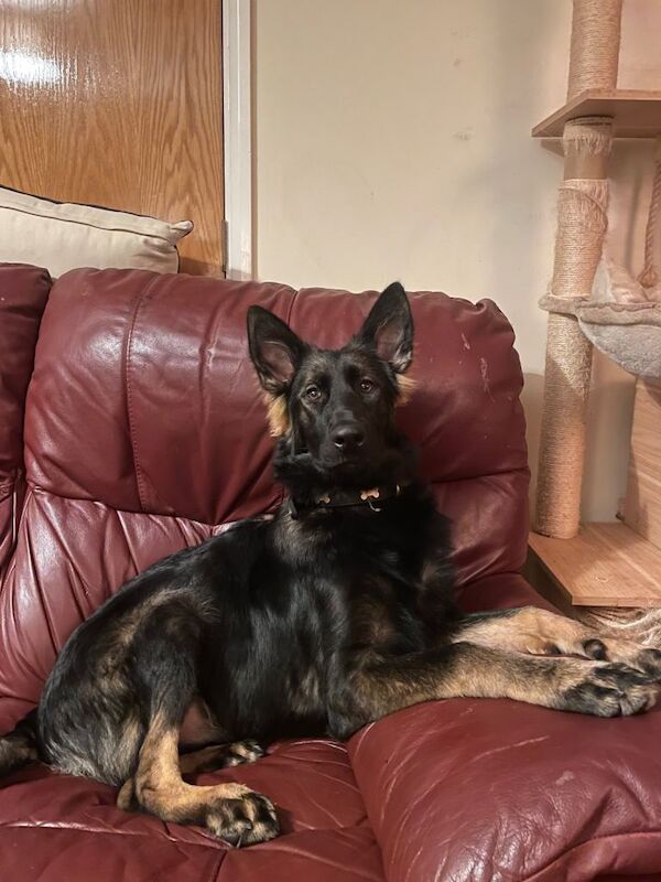 German Shepherd puppies for sale in Taunton, Somerset – 6 months old