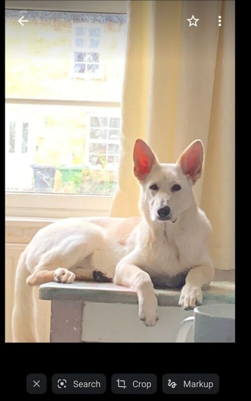 German Shepherd for adoption in Cambridge, Cambridgeshire – 4 years old