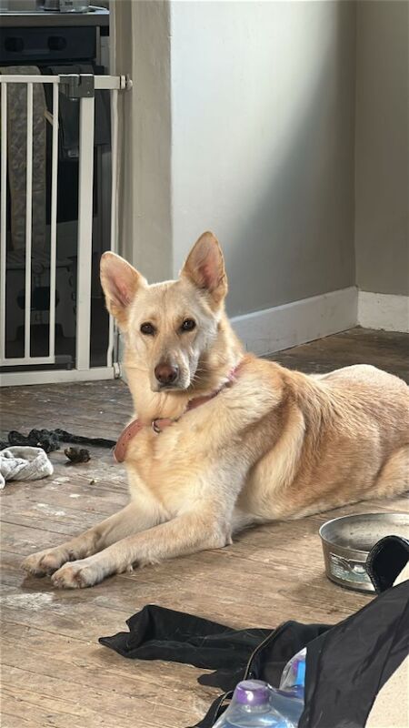 German Shepherd for adoption in Cambridge, Cambridgeshire – 4 years old - Image 2 of 3