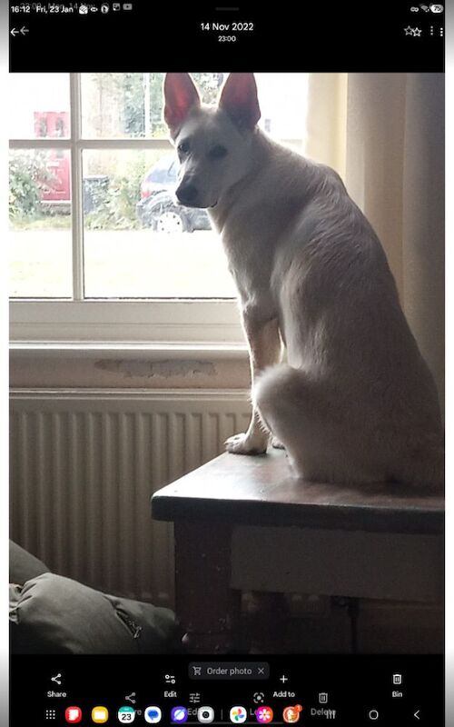 German Shepherd for adoption in Cambridge, Cambridgeshire – 4 years old - Image 3 of 3