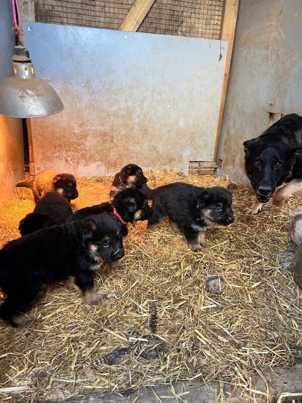 German Shepherd puppies for sale in Axbridge, Somerset – 7 weeks old