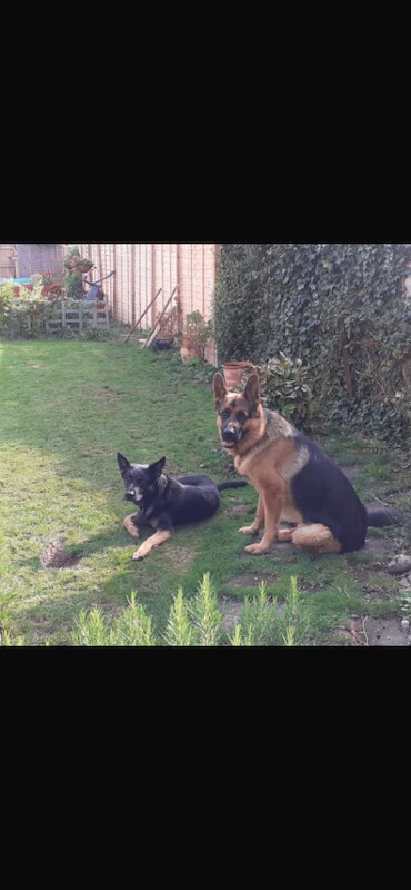 German Shepherd puppies for sale in Axbridge, Somerset – 7 weeks old - Image 2 of 4