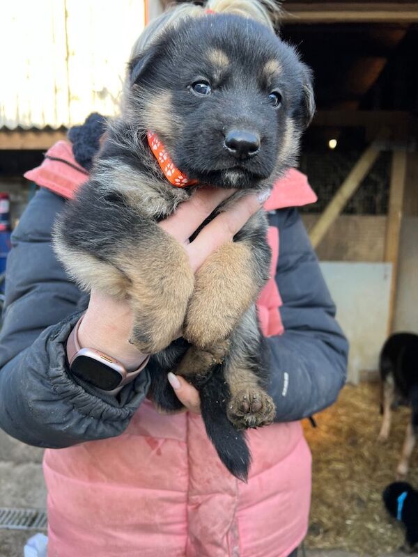 German Shepherd puppies for sale in Axbridge, Somerset – 7 weeks old - Image 3 of 4