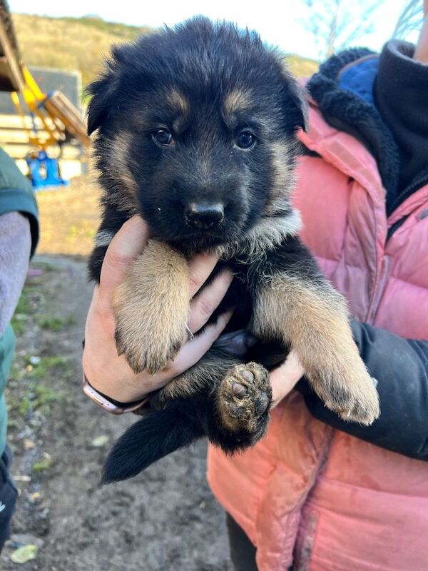German Shepherd puppies for sale in Axbridge, Somerset – 7 weeks old - Image 4 of 4