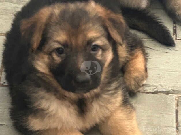 German Shepherd puppies for sale in Maesteg, Mid Glamorgan – 1 year old - Image 2 of 5