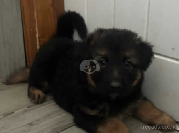 German Shepherd puppies for sale in Maesteg, Mid Glamorgan – 1 year old - Image 3 of 5