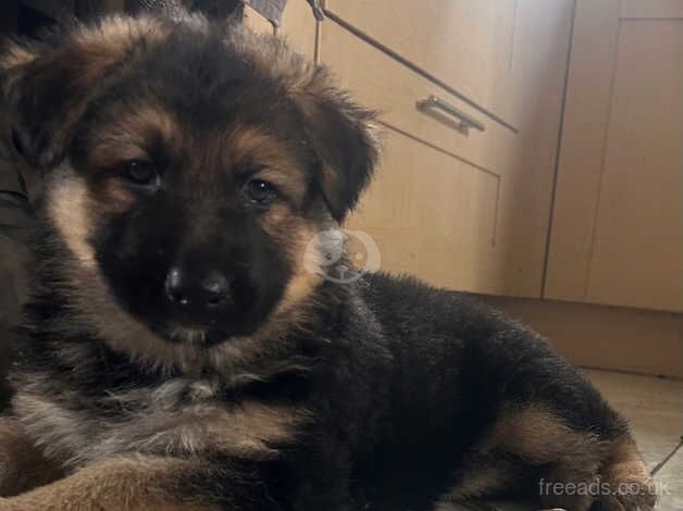 German Shepherd puppies for sale in Maesteg, Mid Glamorgan – 1 year old - Image 4 of 5