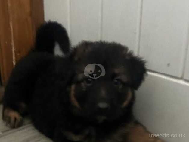 German Shepherd puppies for sale in Maesteg, Mid Glamorgan – 1 year old - Image 5 of 5