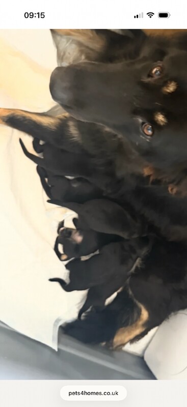 German Shepherd Puppies For Sale Under £1,000