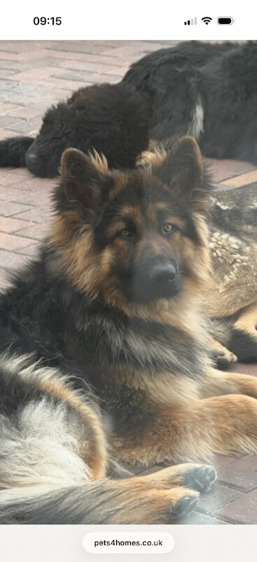 Beautiful healthy German Shepherd - Image 2 of 4