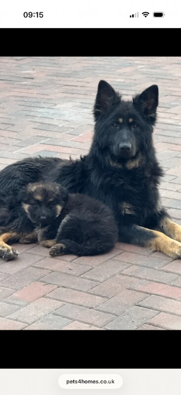 Beautiful healthy German Shepherd - Image 3 of 4