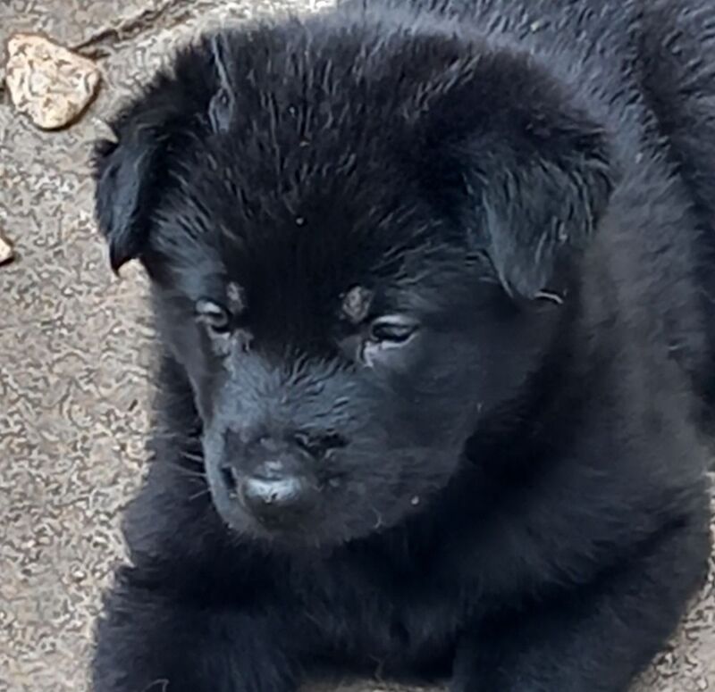 Beautiful home bred Working Line GSDs - Solid Black and Dark Sable