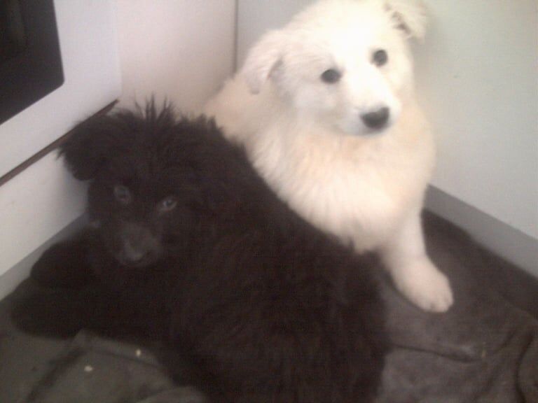Beautiful K.C. Reg. German Shepherd Puppies for sale in Llanelli, Dyfed
