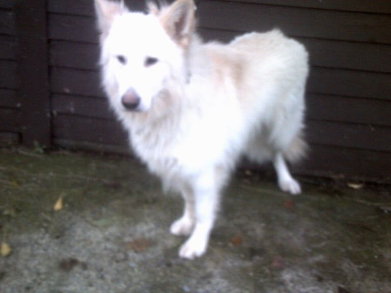 Beautiful K.C. Reg. German Shepherd Puppies for sale in Llanelli, Dyfed - Image 2
