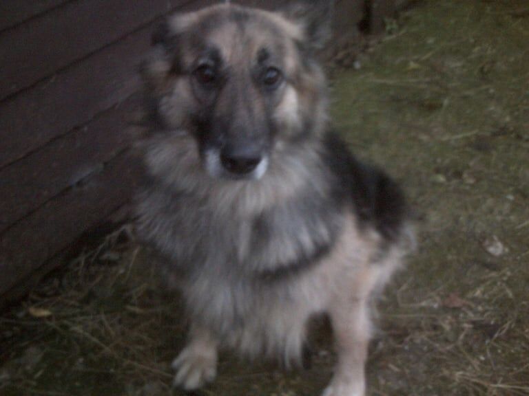 German Shepherd puppies for sale in Llanelli, Dyfed – 9 months old - Image 3 of 3