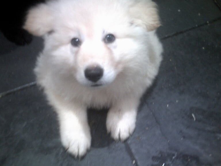 German Shepherd puppies for sale in Llanelli, Dyfed – 3 months old