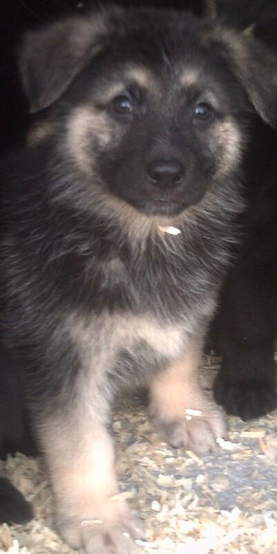 German Shepherd puppies for sale in Llanelli, Dyfed – 3 months old - Image 2 of 3