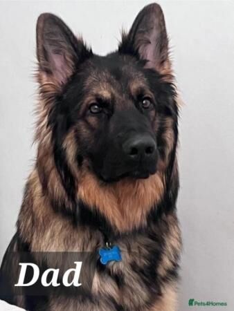 German Shepherd puppies for sale in Southampton, Hampshire – 1 year old - Image 2 of 3
