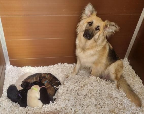 German Shepherd puppies for sale in Southampton, Hampshire – 1 year old - Image 3 of 3