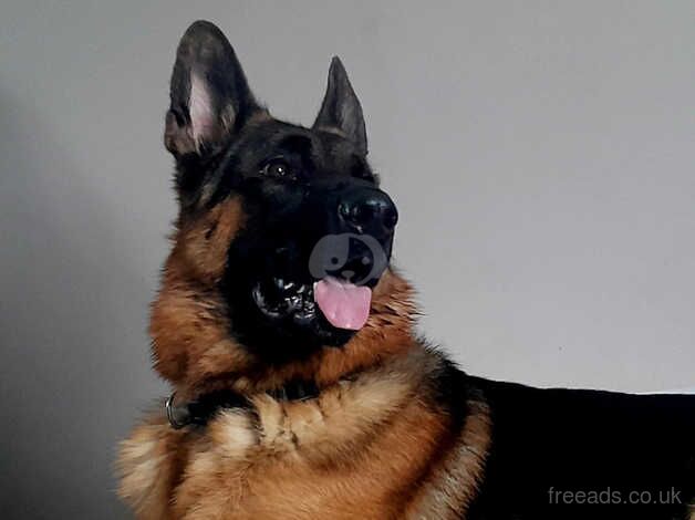 Beautiful KC Reg Male For Sale in Bishop's Hull, Somerset - Image 1