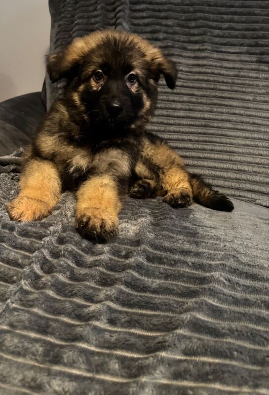 German Shepherd Puppies For Sale
