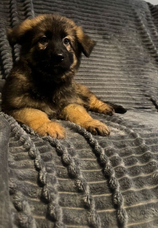 beautiful KC registered german shepherd puppies - Image 2 of 3