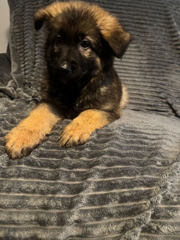 beautiful KC registered german shepherd puppies - Image 3 of 3