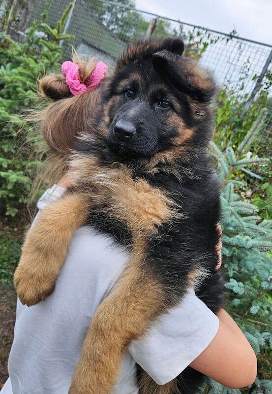 German Shepherd puppies for sale in Abbeydale, Gloucestershire – 11 weeks old