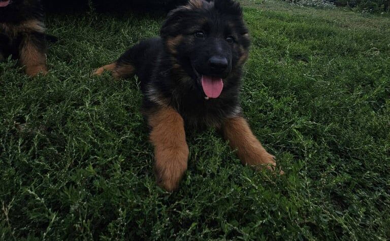 German Shepherd puppies for sale in Abbeydale, Gloucestershire – 3 months old - Image 2 of 3