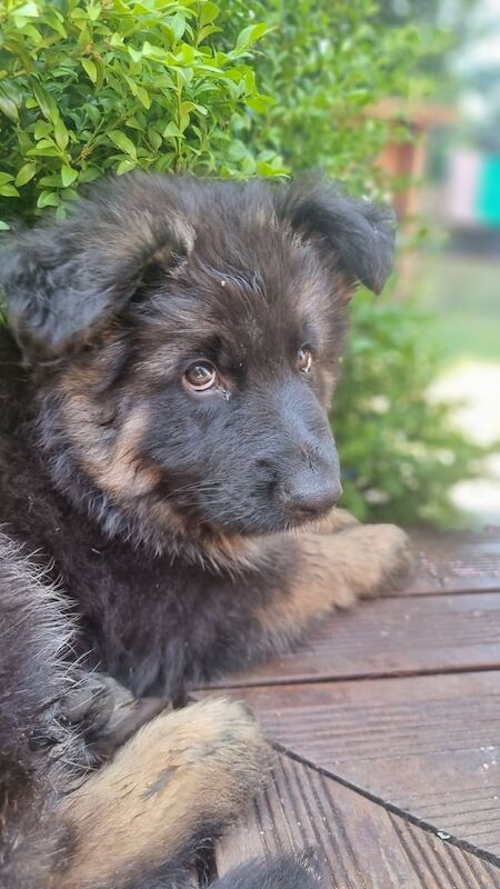 German Shepherd puppies for sale in Kingston upon Hull, East Riding of Yorkshire – 11 weeks old