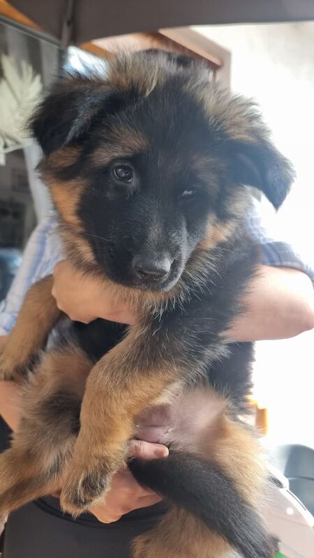 Beautiful Long-Haired German Shepherd Puppies for Sale - Image 2 of 3