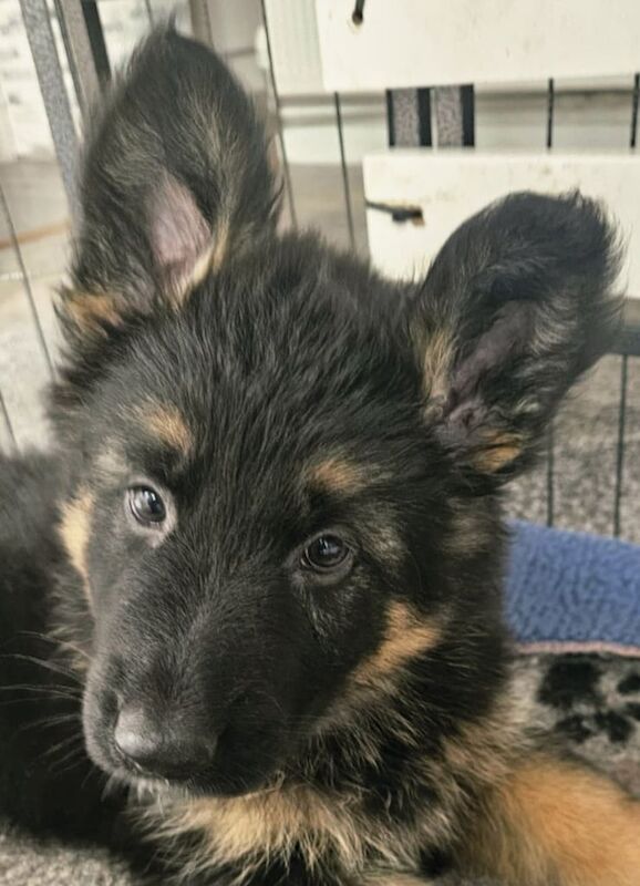 Beautiful Long-Haired German Shepherd Puppies for Sale - Image 3 of 3