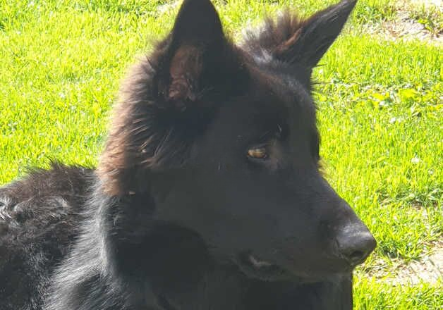 Beautiful long haired GS for sale - Image 2 of 3